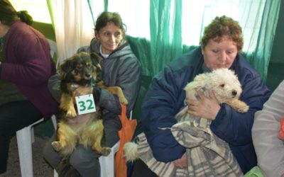 CONTINÚAN LAS CASTRACIONES GRATUITAS EN MERLO