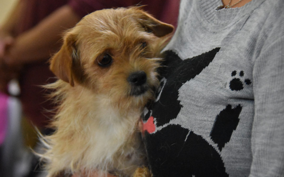 CASTRACIONES GRATUITAS EN LIBERTAD