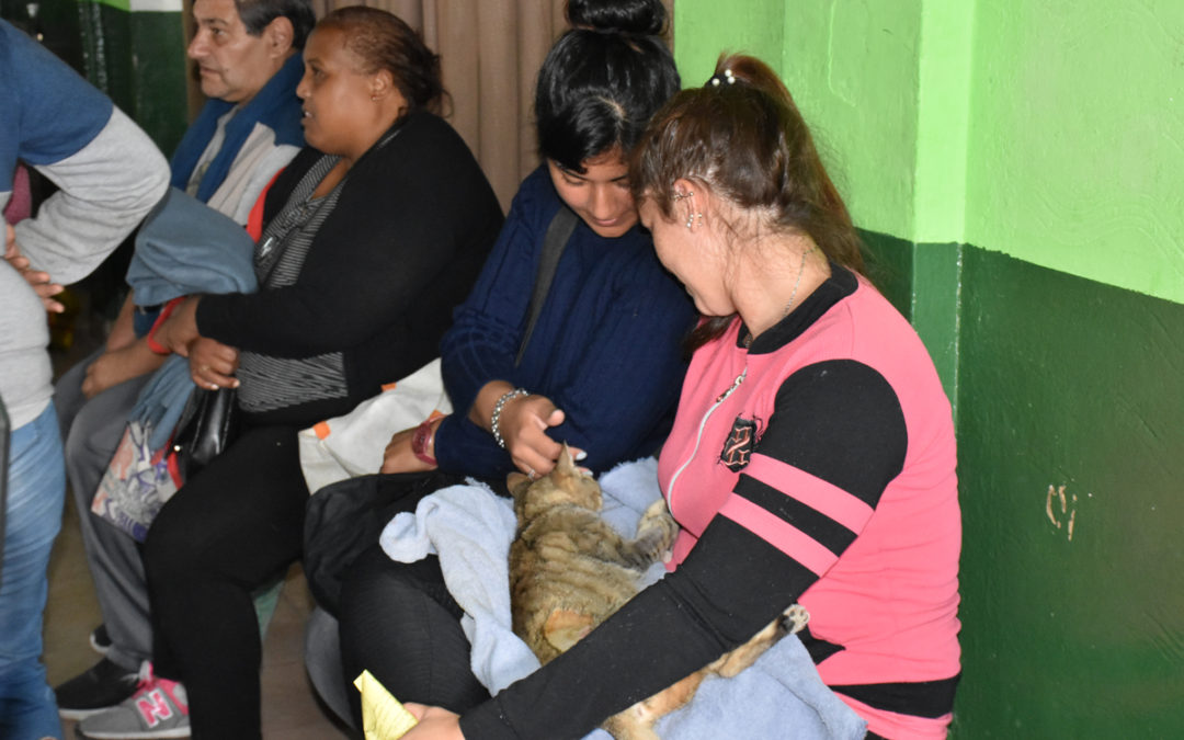 CAMPAÑA DE CASTRACIONES GRATUITAS 2019