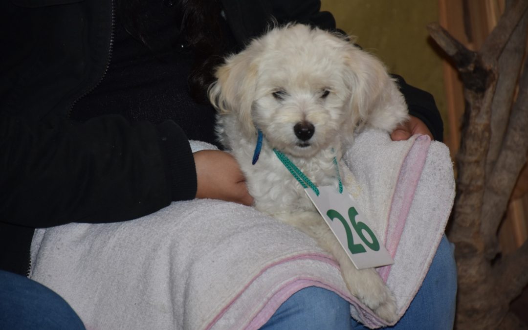 CASTRACIONES GRATUITAS EN LIBERTAD