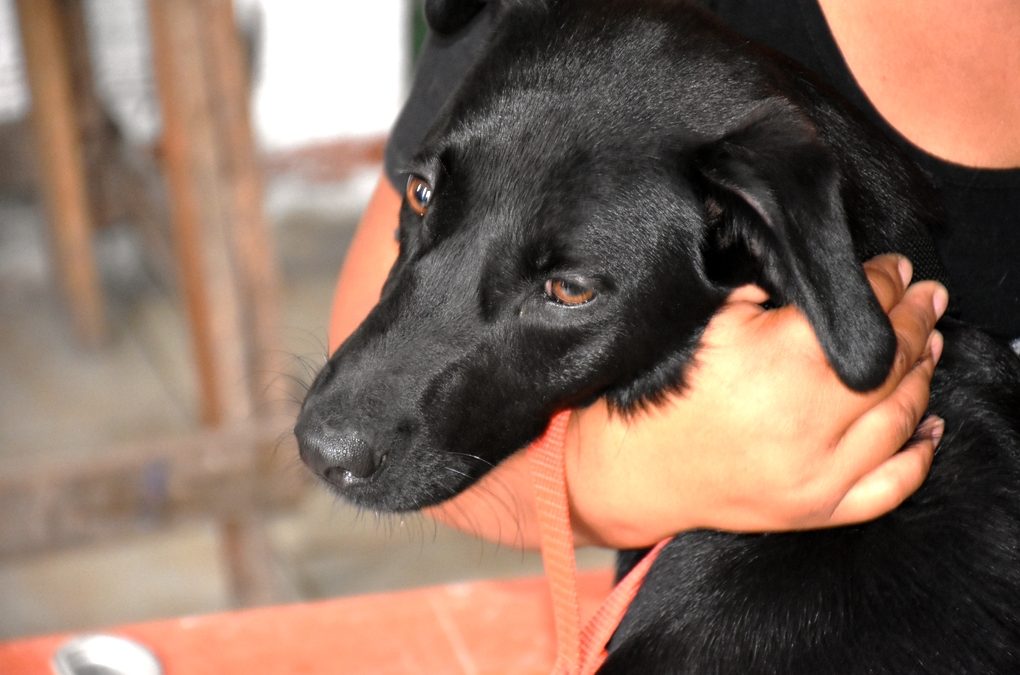 CASTRACIONES EN PONTEVEDRA