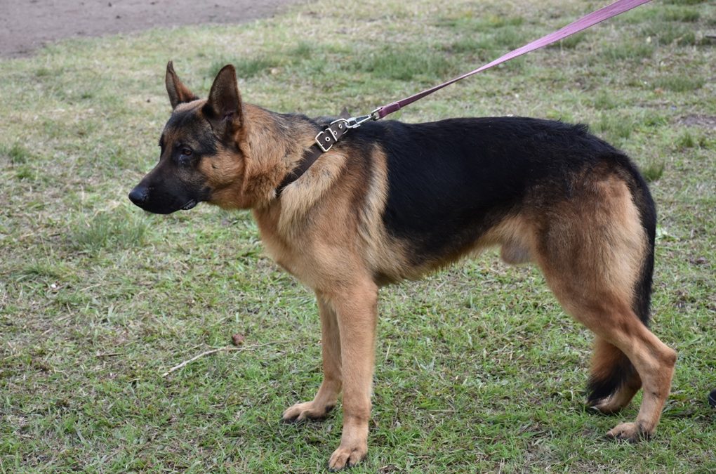 LAS CASTRACIONES LLEGARON A MERLO GÓMEZ