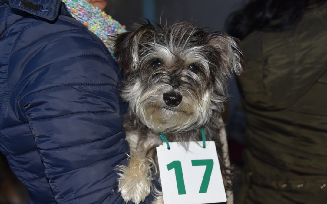 CASTRACIONES GRATUITAS EN BARRIO RIVADAVIA