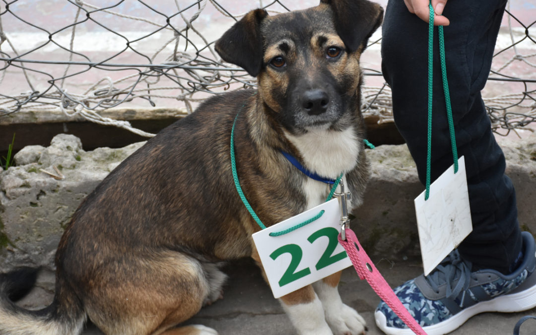 CASTRACIONES GRATUITAS EN MARIANO ACOSTA