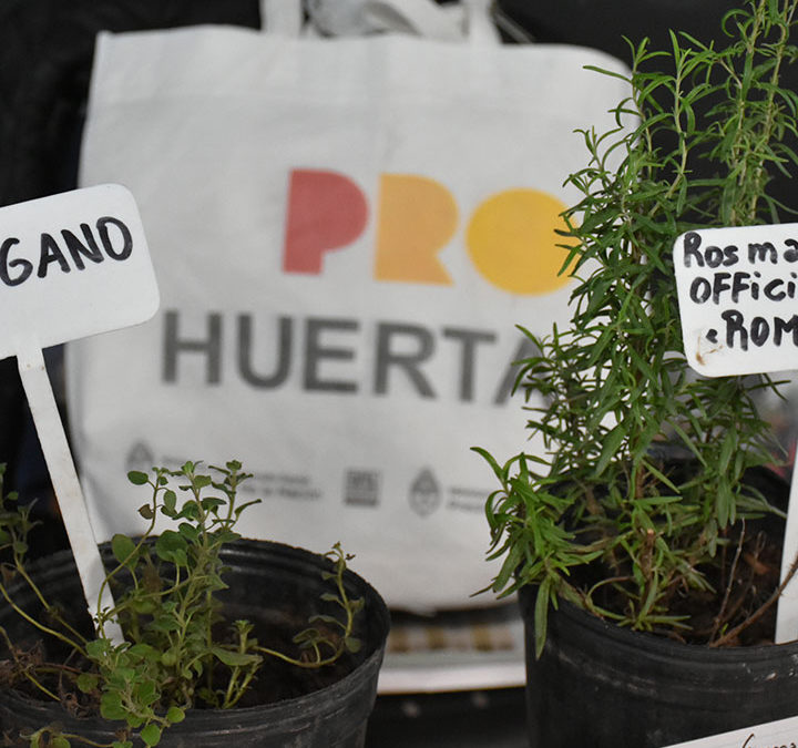 TALLER DE HUERTA SANA Y ENTREGA DE SEMILLAS