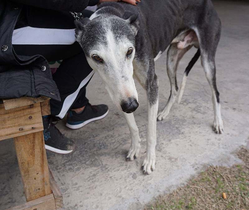 CASTRACIONES GRATUITAS EN PONTEVEDRA