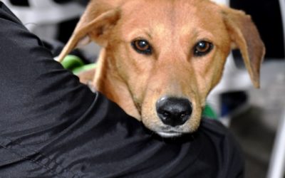 CONTINÚA LA CAMPAÑA DE SANIDAD ANIMAL