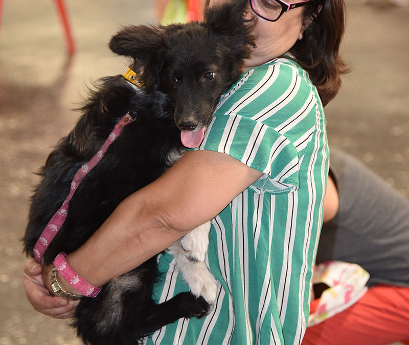 CAMPAÑA DE CASTRACIONES GRATUITAS EN PADUA