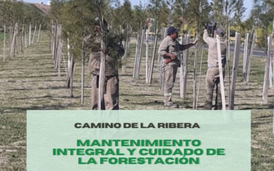 PLAN DE FORESTACIÓN EN CAMINO DE LA RIBERA