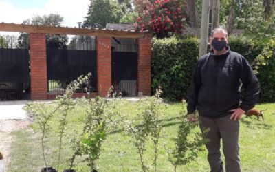 ENTREGA GRATUITA DE ÁRBOLES