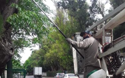 TAREAS DE MANTENIMIENTO DE ARBOLADO URBANO