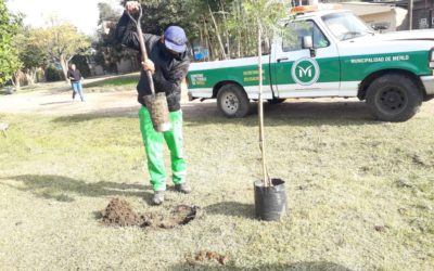 ENTREGA DE ÁRBOLES EN MERLO NORTE