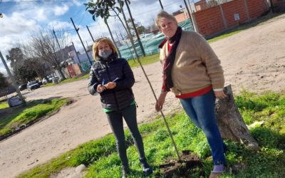 ENTREGA GRATUITA DE ÁRBOLES EN MERLO NORTE