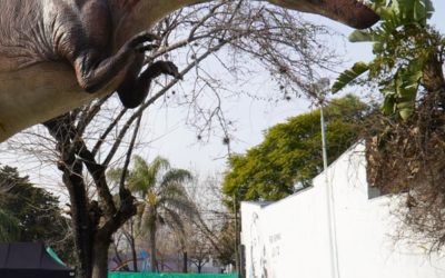 CONOCÉ LA EXPO DINOS