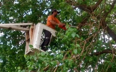 REGULACIÓN DEL ARBOLADO URBANO