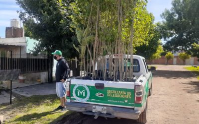 NUEVA ENTREGA DE ÁRBOLES EN MERLO