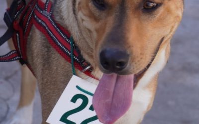 CAMPAÑA DE CASTRACIÓN EN PONTEVEDRA