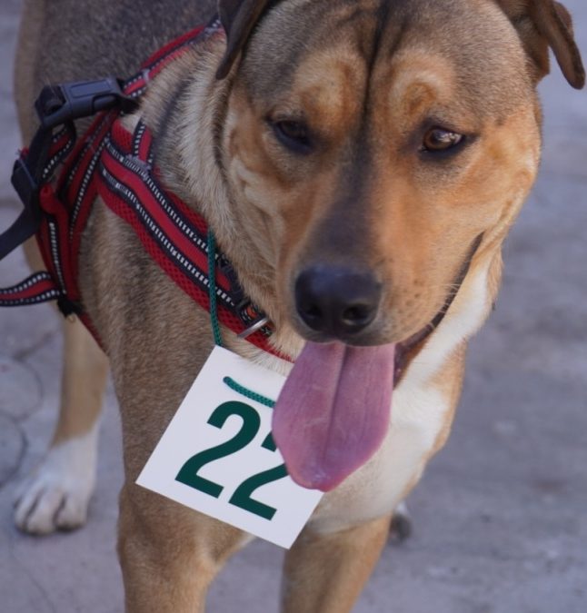 CAMPAÑA DE CASTRACIÓN EN PONTEVEDRA