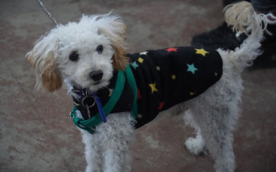 NUEVA JORNADA DE CASTRACIONES GRATUITAS