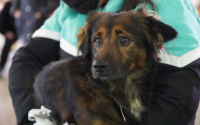 JORNADA DE CASTRACIONES EN PARQUE SAN MARTÍN
