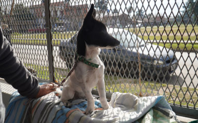 CASTRACIONES GRATUITAS EN EL CORTIJO