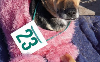 CAMPAÑA DE CASTRACIÓN GRATUITA EN PARQUE SAN MARTÍN