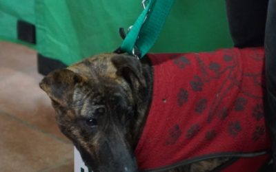 CASTRACIONES GRATUITAS EN EL BARRIO LAGO DEL BOSQUE