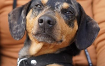 NUEVA JORNADA DE CASTRACIONES EN BARRIO NUEVO