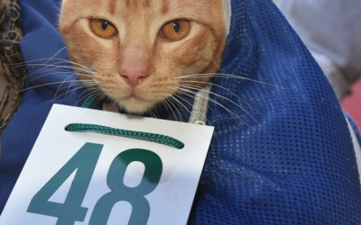 NUEVA JORNADA DE CASTRACIONES GRATUITAS EN MERLO