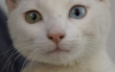 NUEVA JORNADA DE CASTRACIONES EN MARIANO ACOSTA