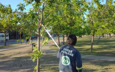 PROGRAMA DE REFORESTACIÓN EN MERLO