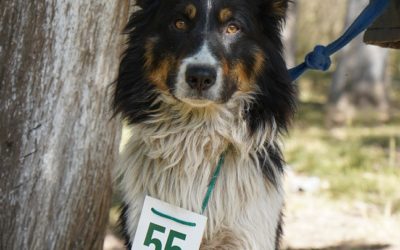 NUEVA JORNADA DE CASTRACIONES EN MARIANO ACOSTA