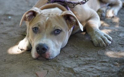 CASTRACIONES EN PARQUE SAN MARTÍN