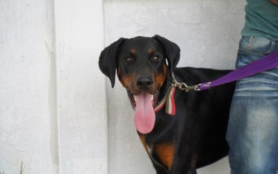 CASTRACIONES GRATUITAS EN TU BARRIO