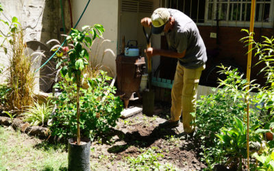 ENTREGA DE ÁRBOLES FRUTALES A VECINOS DE MERLO