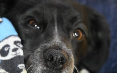 CASTRACIONES GRATUITAS EN AGUSTÍN FERRARI