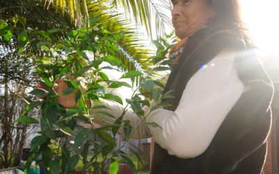 ENTREGA DE ÁRBOLES FRUTALES A VECINOS