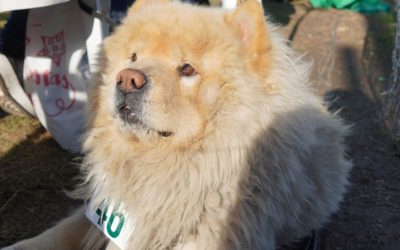 CASTRACIONES EN EL BARRIO LOMA FLORIDA