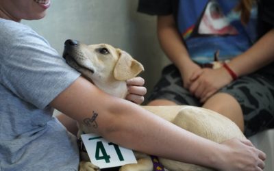 CASTRACIONES GRATUITAS EN PARQUE SAN MARTÍN