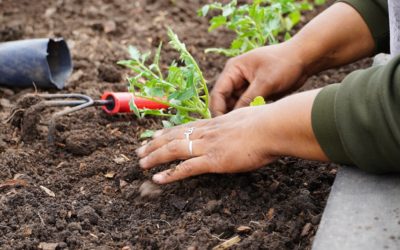 PARQUE AMBIENTAL EN PARQUE SAN MARTÍN