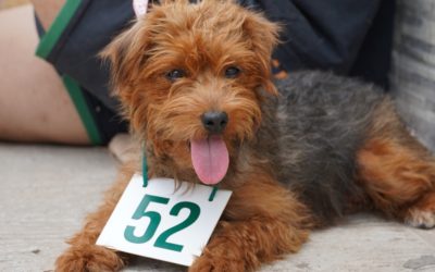 CASTRACIONES GRATUITAS EN MARIANO ACOSTA