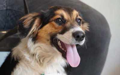 CASTRACIONES GRATUITAS EN BARRIO SAN EDUARDO