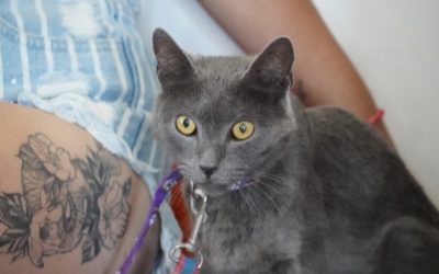 CASTRACIONES GRATUITAS EN BARRIO RIVADAVIA