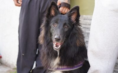 MÁS JORNADAS DE CASTRACIONES GRATUITAS