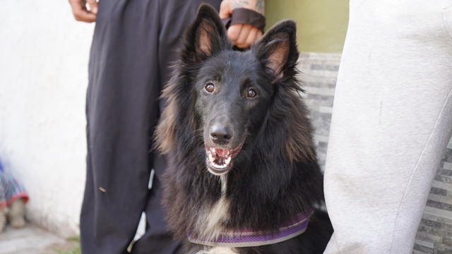 MÁS JORNADAS DE CASTRACIONES GRATUITAS