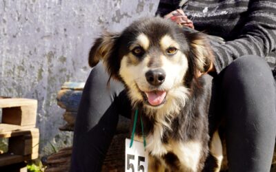 CONTINÚAN LAS CASTRACIONES GRATUITAS EN LOS BARRIOS