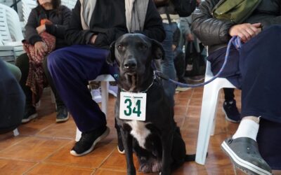 SIGUEN LAS CASTRACIONES GRATUITAS EN MERLO