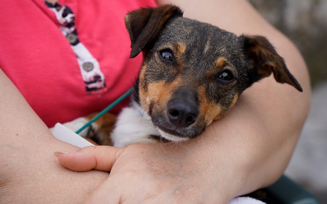 MÁS JORNADAS DE CASTRACIÓN GRATUITA