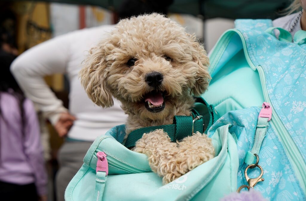 VECINOS ACCEDIERON A CASTRACIONES GRATUITAS EN LIBERTAD