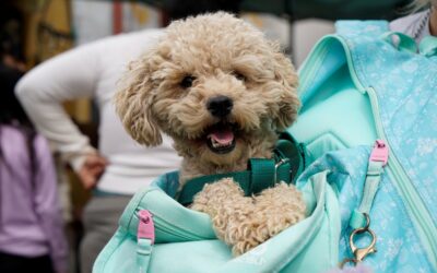 VECINOS ACCEDIERON A CASTRACIONES GRATUITAS EN LIBERTAD